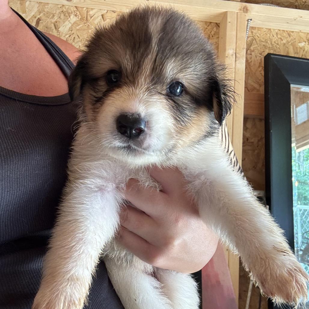 Enlarge Nutmeg-Rosie, a Adoptable mixed breed in Duck River, TN image 5/6