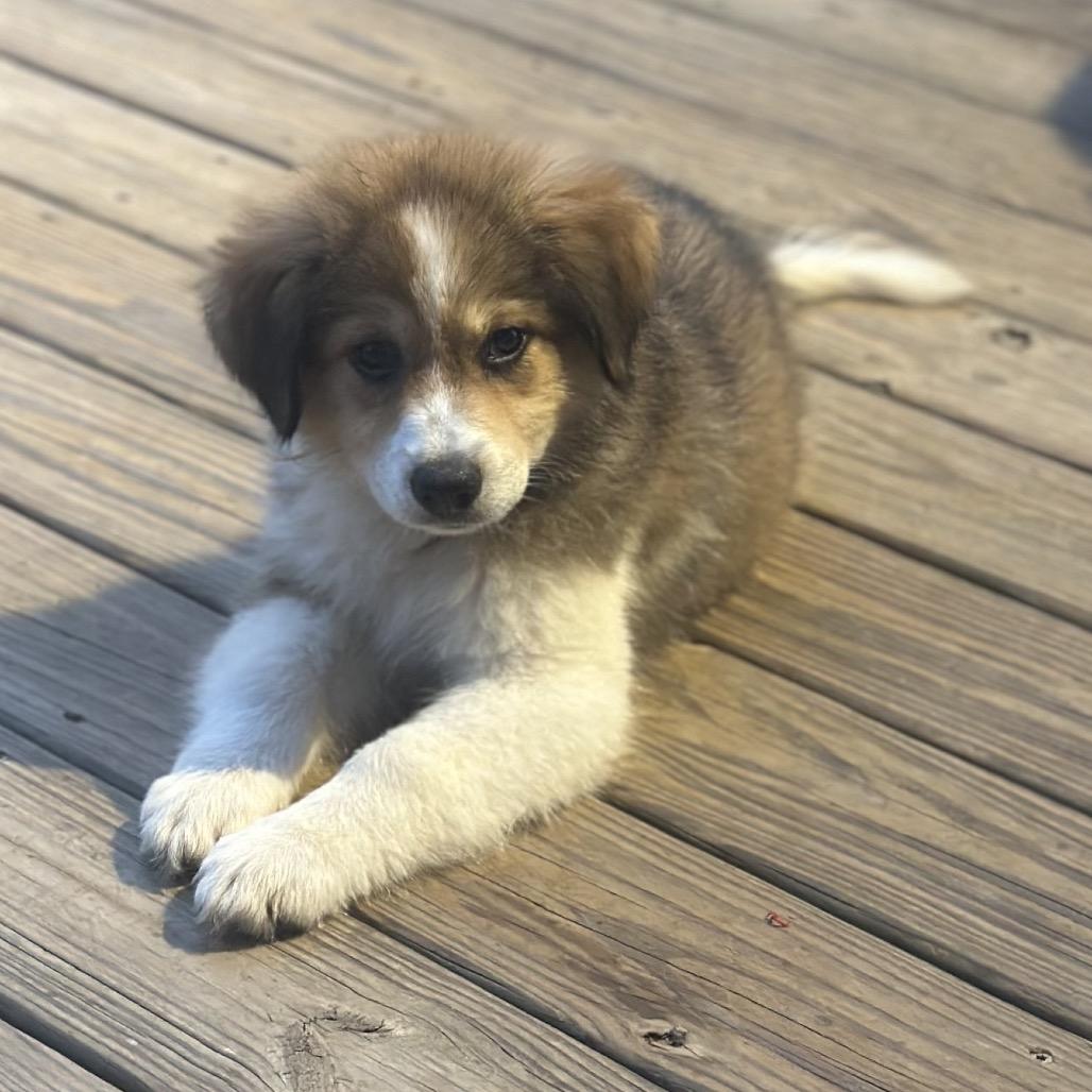 Enlarge Nutmeg-Rosie, a Adoptable mixed breed in Duck River, TN image 6/6