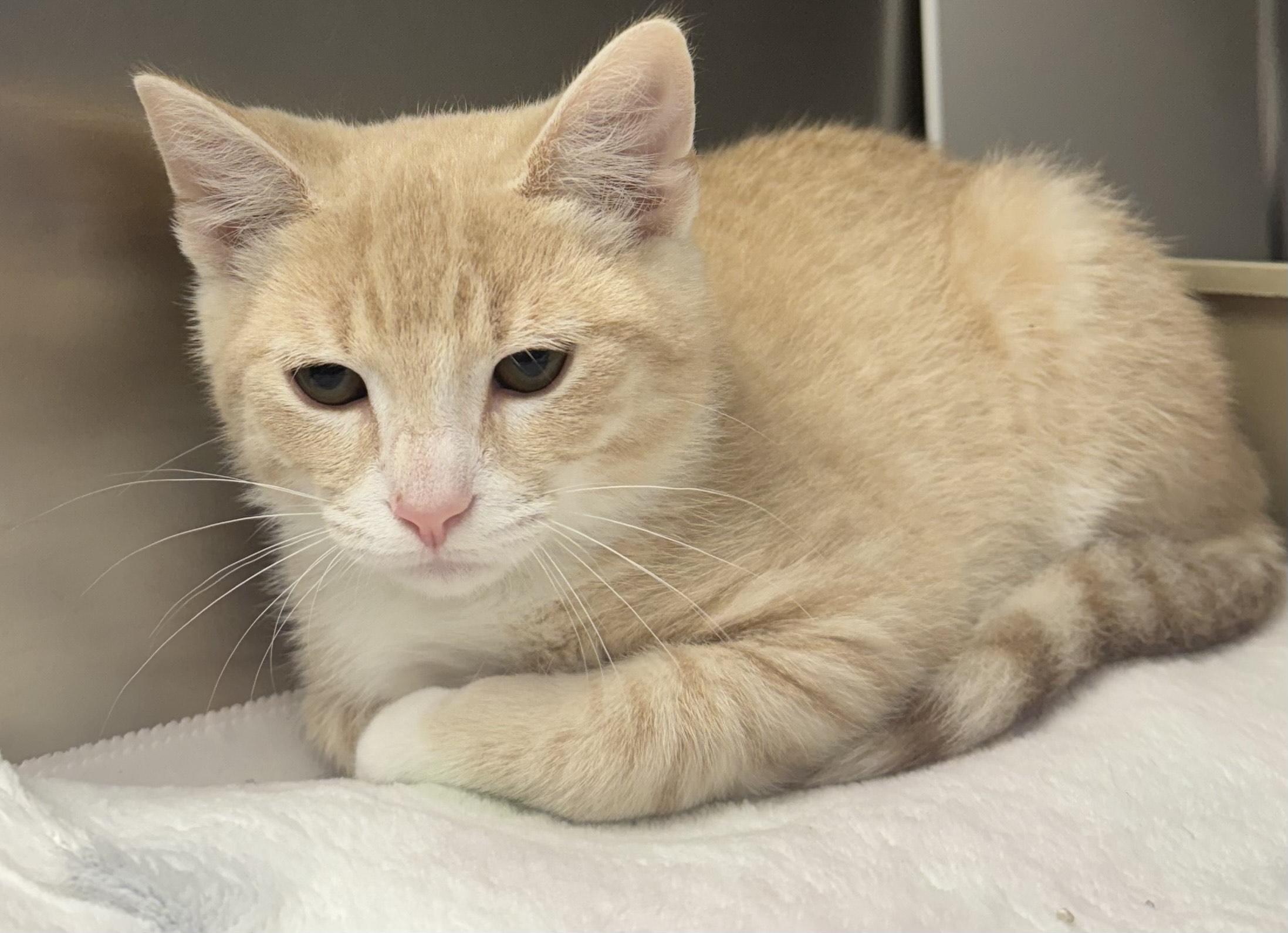 Sandpiper, Young Male Domestic Short Hair