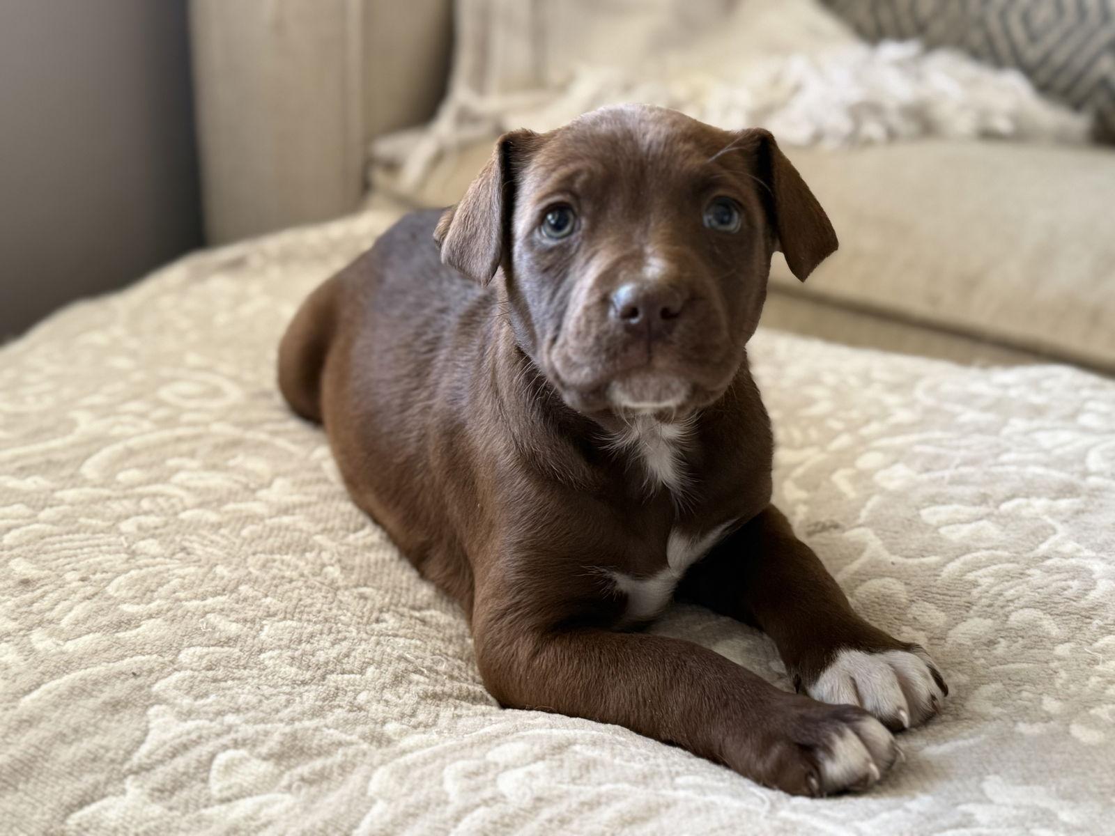 Enlarge Brownie, a Adoptable mixed breed in Fenton, MO image 1/3