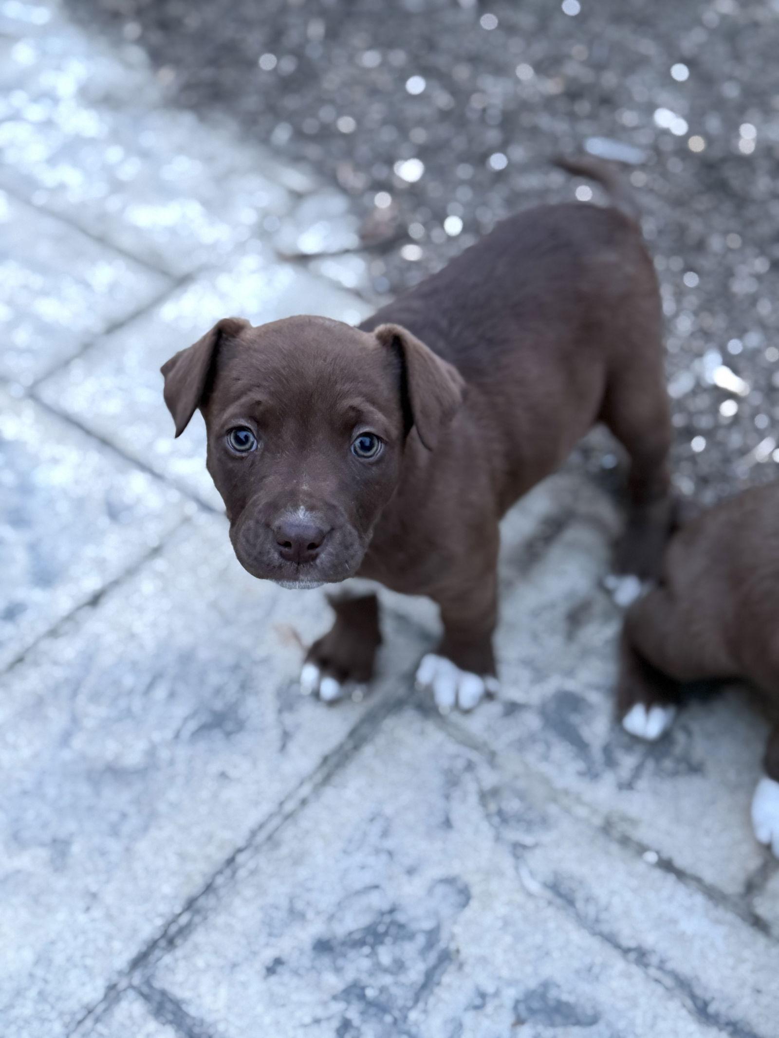 Enlarge Brownie, a Adoptable mixed breed in Fenton, MO image 2/3