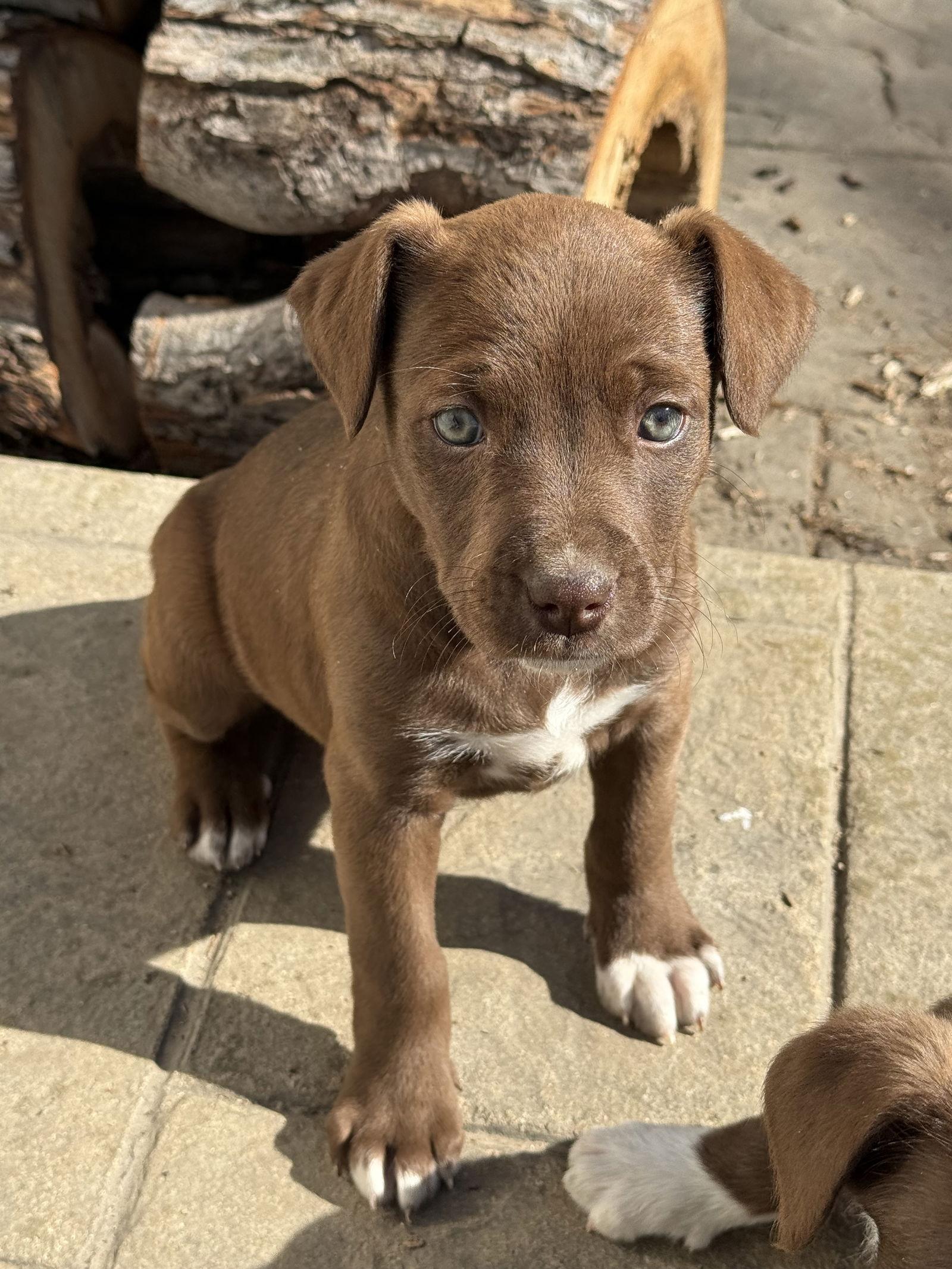 Enlarge Brownie, a Adoptable mixed breed in Fenton, MO image 3/3