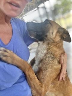 Enlarge Beverly, a Adoptable German Shepherd Dog in Manchester, CT image 6/6