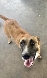 Enlarge Beverly, a Adoptable German Shepherd Dog in Manchester, CT image 3/6