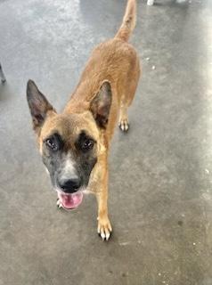 Beverly, Adoptable, Adult Female German Shepherd Dog.