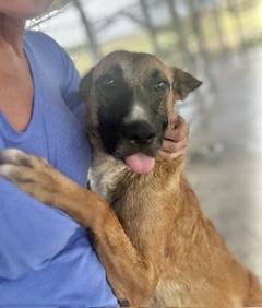 Enlarge Beverly, a Adoptable German Shepherd Dog in Manchester, CT image 4/6