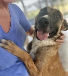 Enlarge Beverly, a Adoptable German Shepherd Dog in Manchester, CT image 5/6
