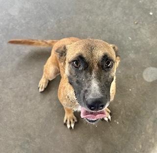 Enlarge Beverly, a Adoptable German Shepherd Dog in Manchester, CT image 2/6