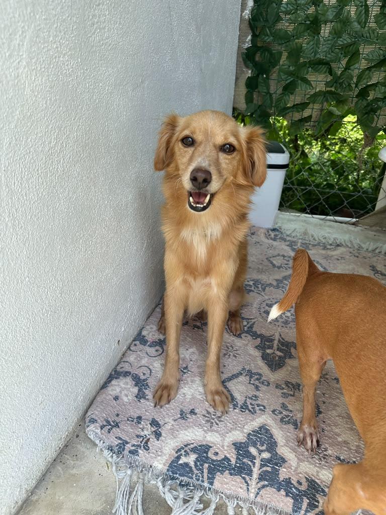 Enlarge Leon, a Adoptable mixed breed in San Diego, CA image 3/6