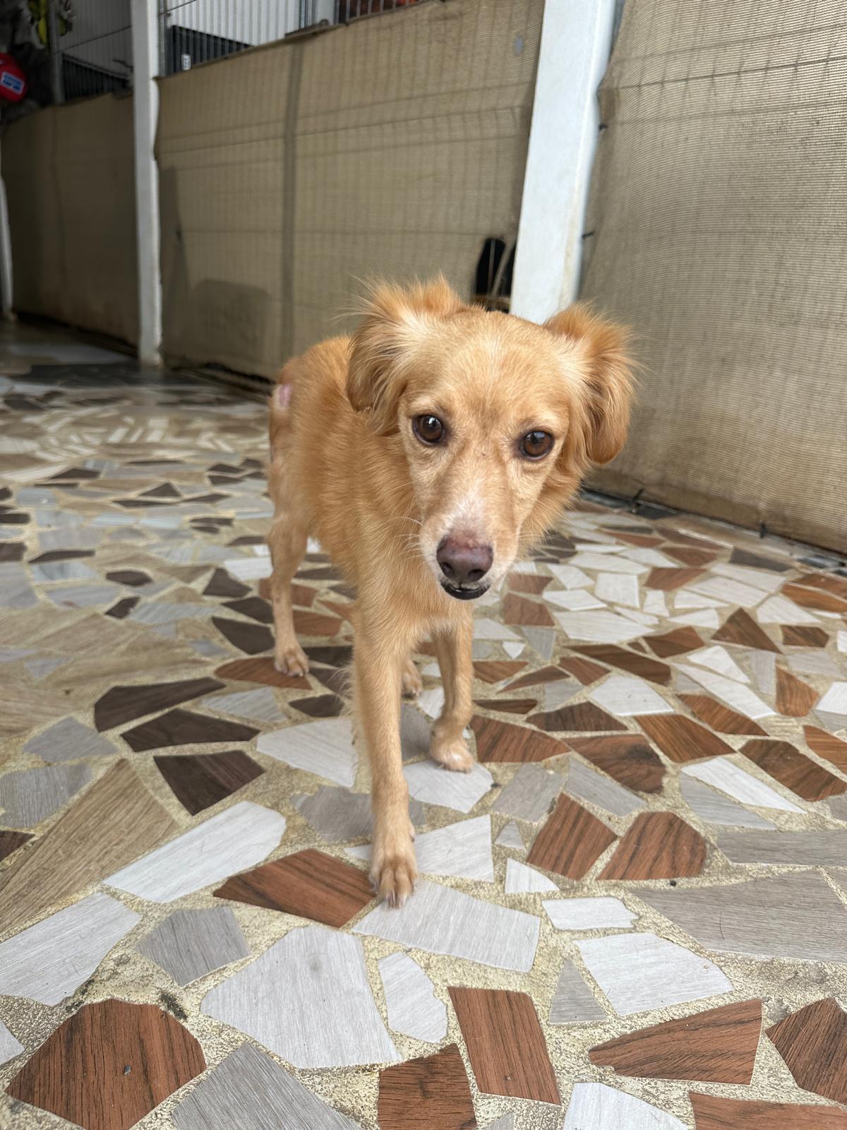 Enlarge Leon, a Adoptable mixed breed in San Diego, CA image 4/6
