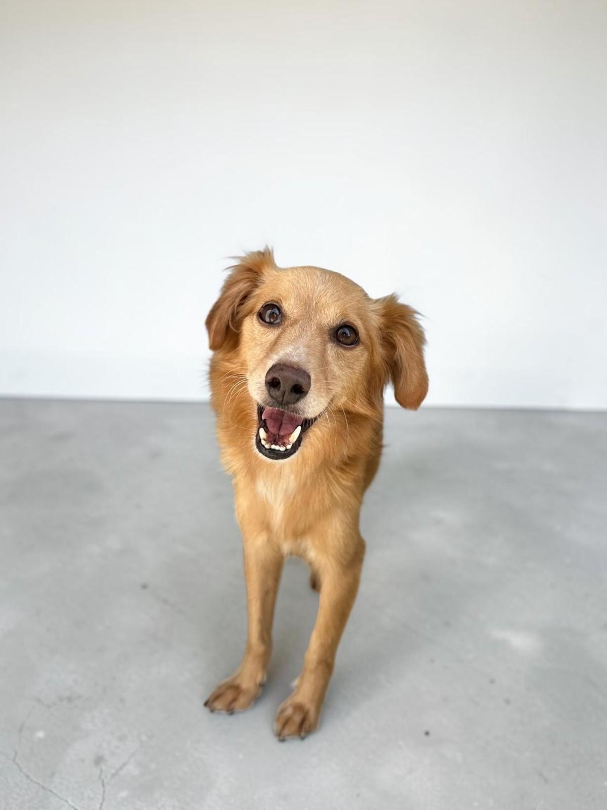 Leon, Adoptable, Young Male Xoloitzcuintli / Mexican Hairless & Terrier.