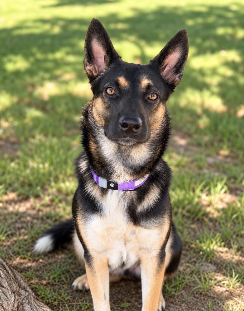 Enlarge Starr, a Adoptable mixed breed in Pleasant Hill, CA image 1/6
