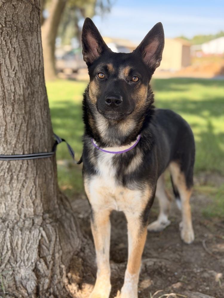 Enlarge Starr, a Adoptable mixed breed in Pleasant Hill, CA image 2/6
