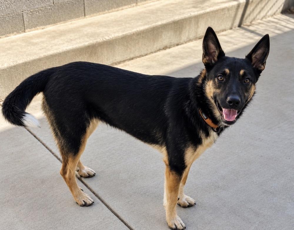 Enlarge Starr, a Adoptable mixed breed in Pleasant Hill, CA image 3/6