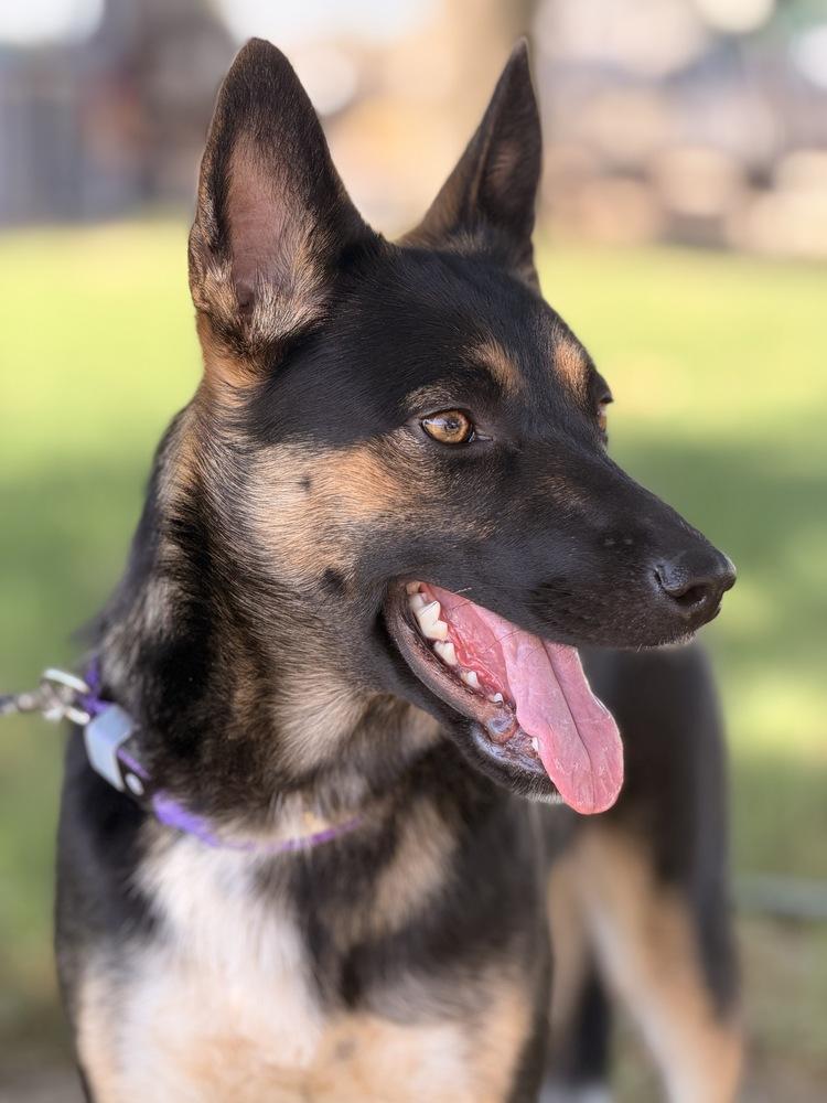Enlarge Starr, a Adoptable mixed breed in Pleasant Hill, CA image 4/6