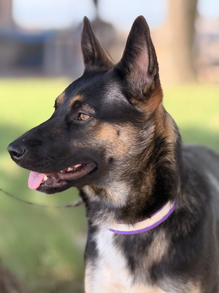 Enlarge Starr, a Adoptable mixed breed in Pleasant Hill, CA image 5/6