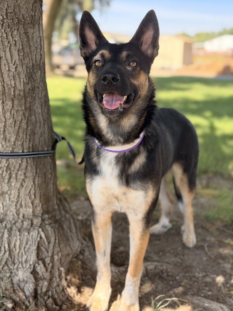 Enlarge Starr, a Adoptable mixed breed in Pleasant Hill, CA image 6/6
