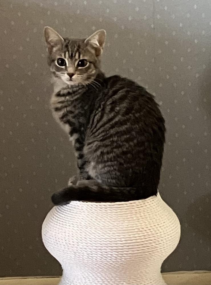 Enlarge Sapphire, a Adoptable Domestic Short Hair in Little Rock, AR image 4/6