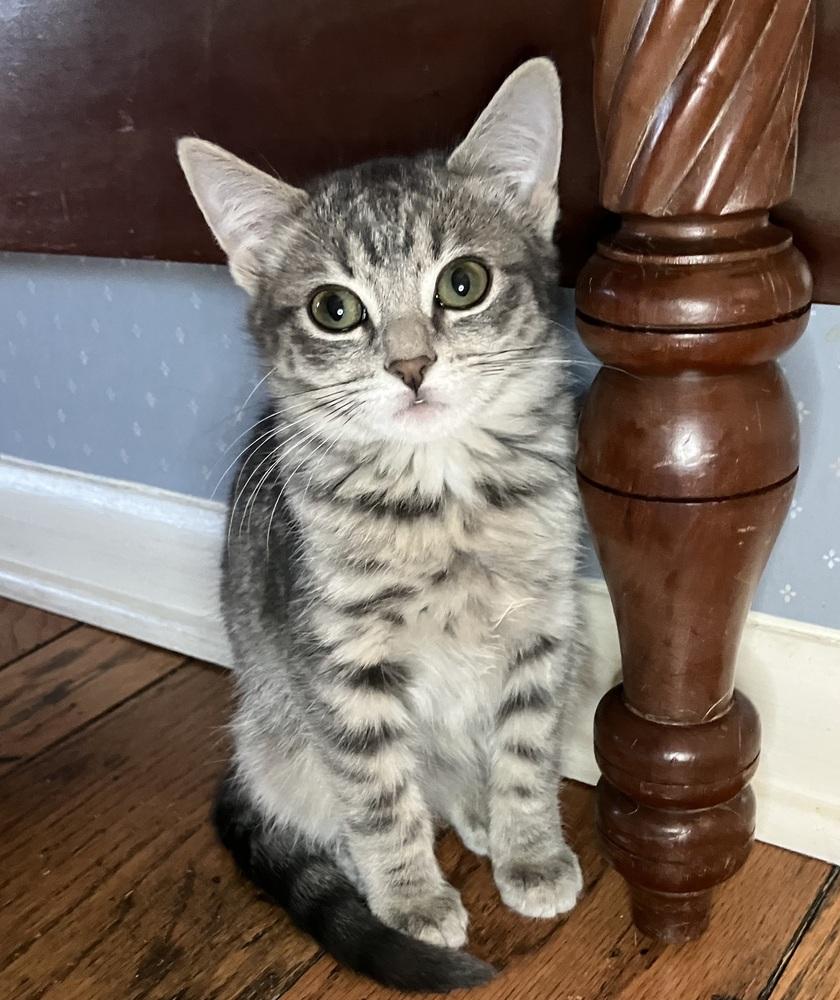 Enlarge Sapphire, a Adoptable Domestic Short Hair in Little Rock, AR image 5/6