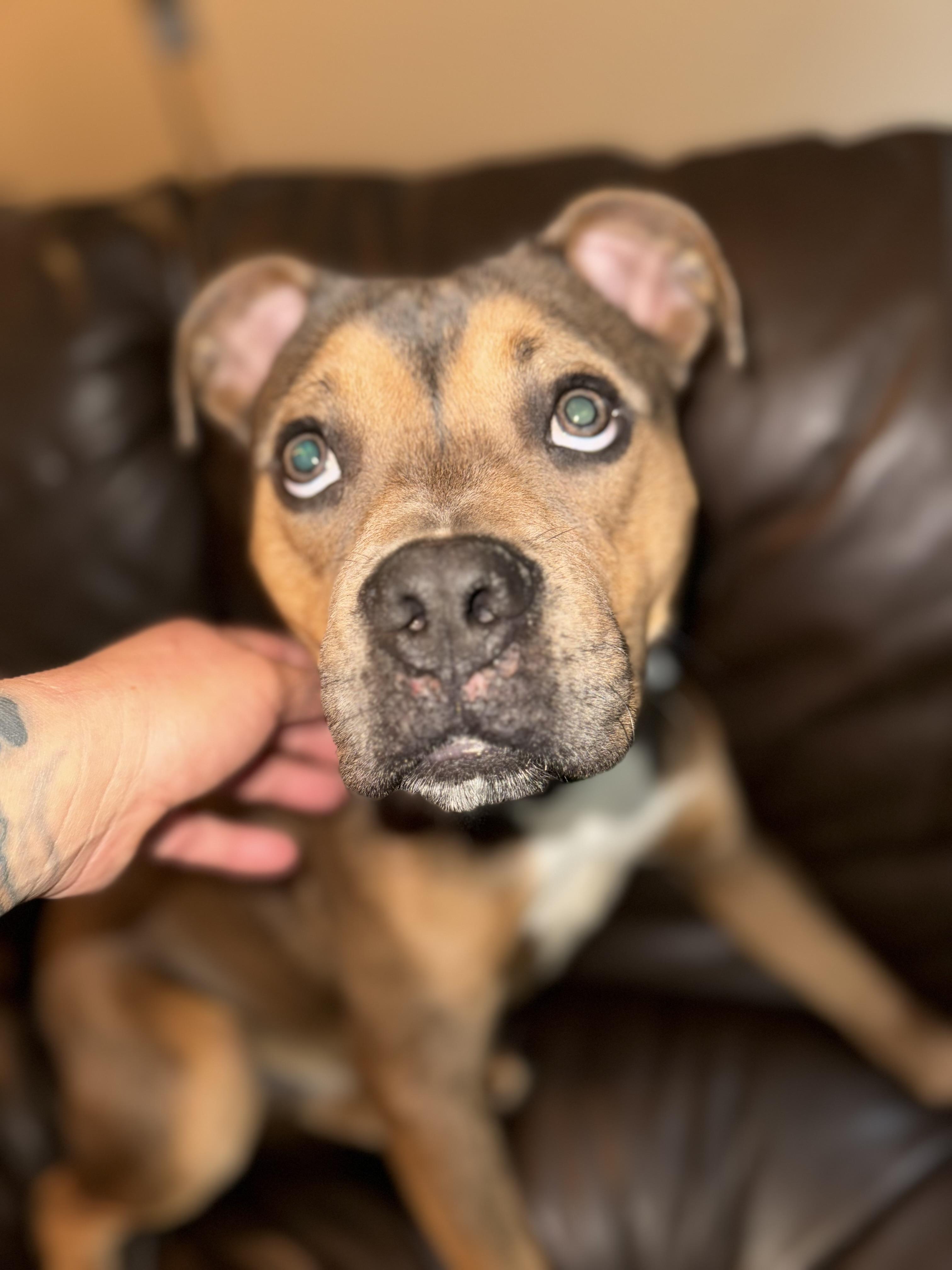 Enlarge Bo Luther, a ADOPTABLE mixed breed in Huntersville , NC image 3/5