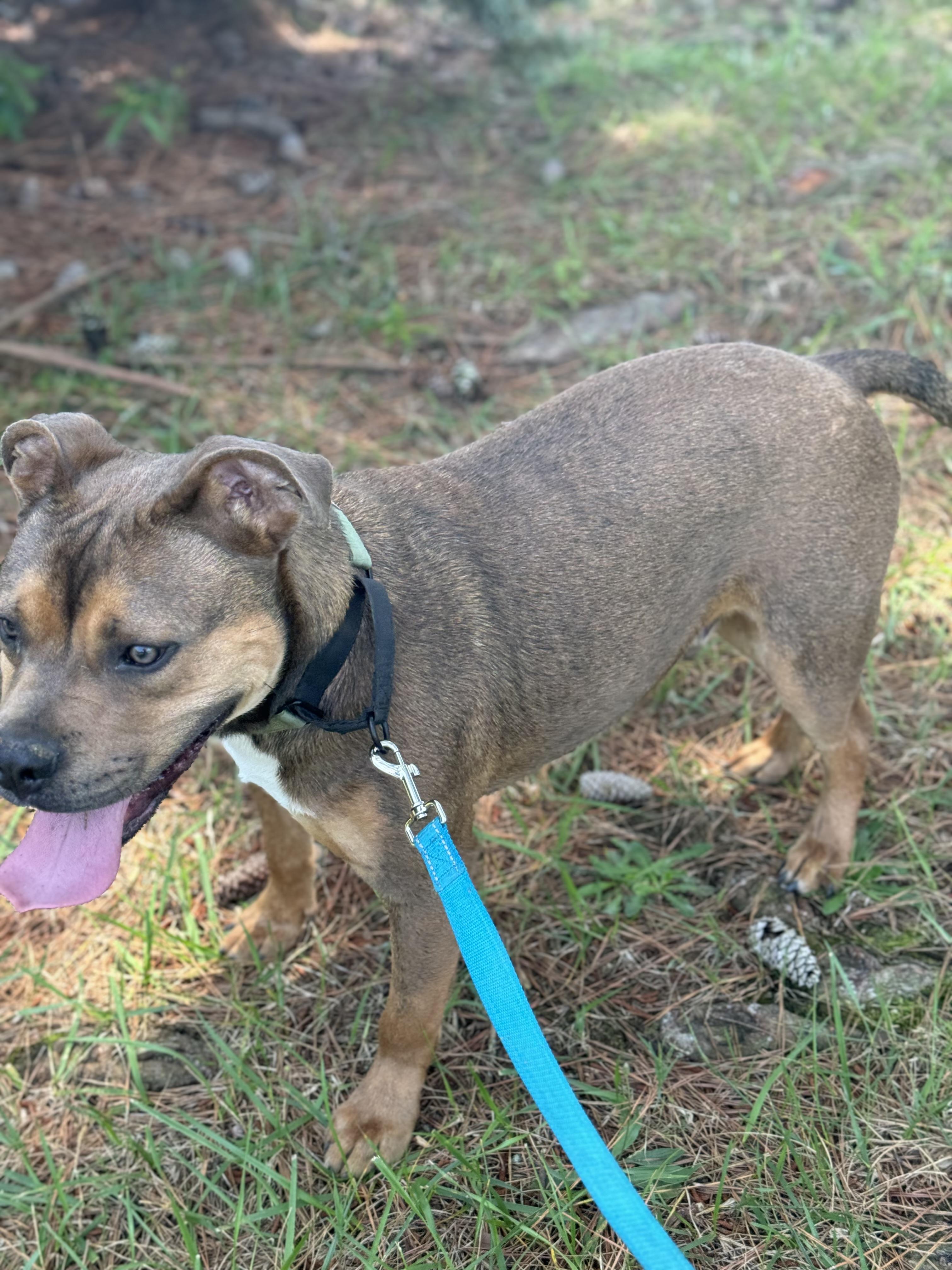 Enlarge Bo Luther, a ADOPTABLE mixed breed in Huntersville , NC image 5/5