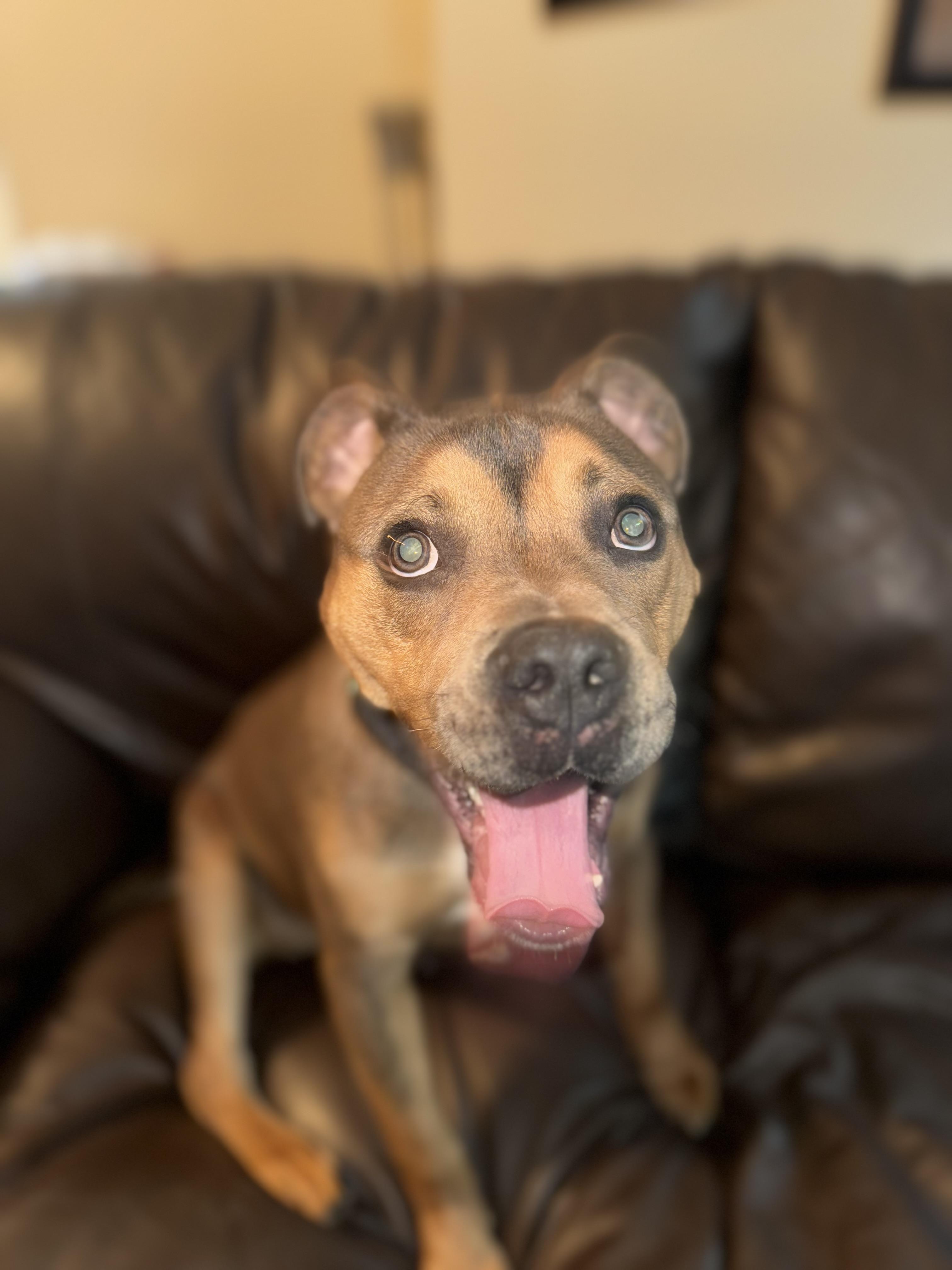 Enlarge Bo Luther, a ADOPTABLE mixed breed in Huntersville , NC image 2/5