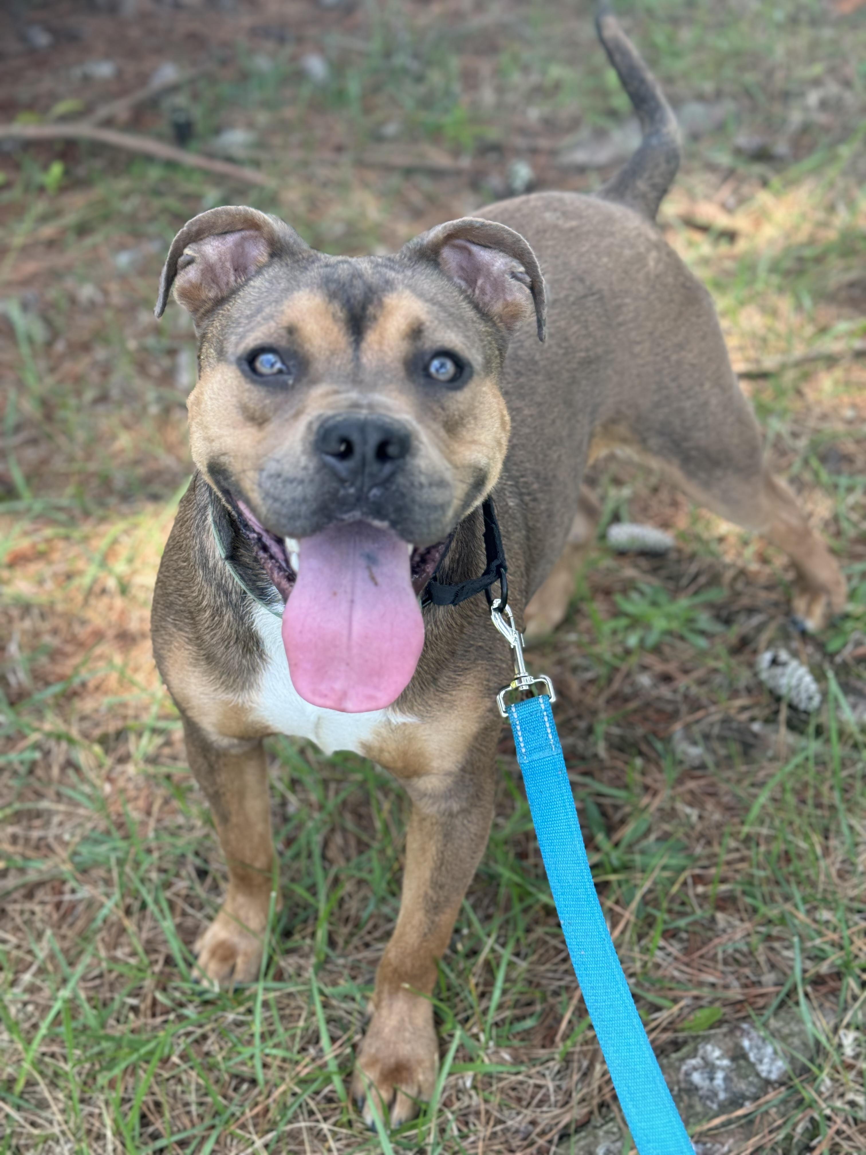 Bo Luther, ADOPTABLE, Young Male American Bully & Pit Bull Terrier.