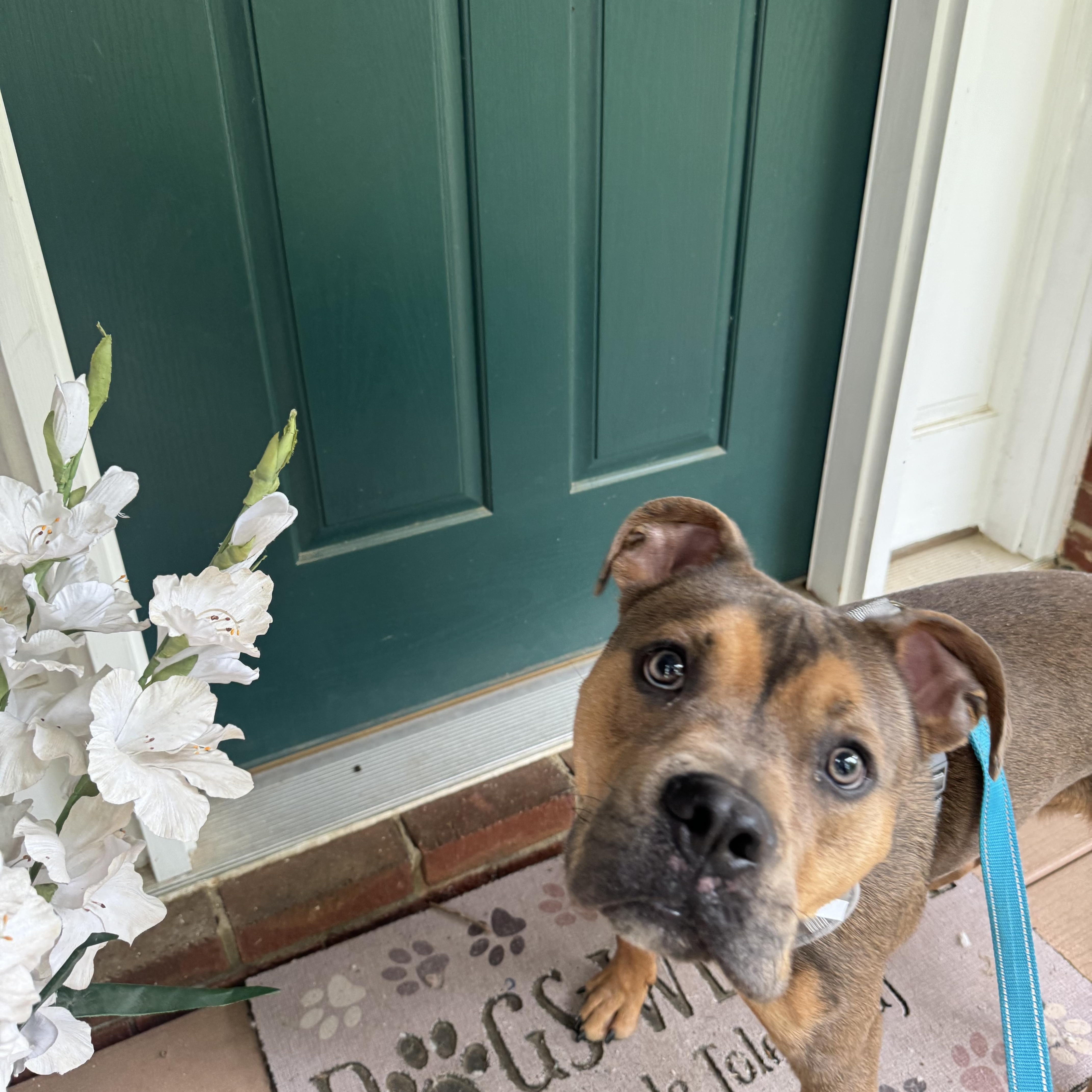 Enlarge Bo Luther, a ADOPTABLE mixed breed in Huntersville , NC image 4/5