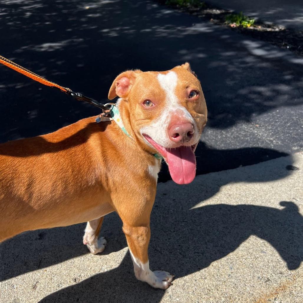 Enlarge Benson, an adopted Mixed Breed in Tyner, NC image 1/2