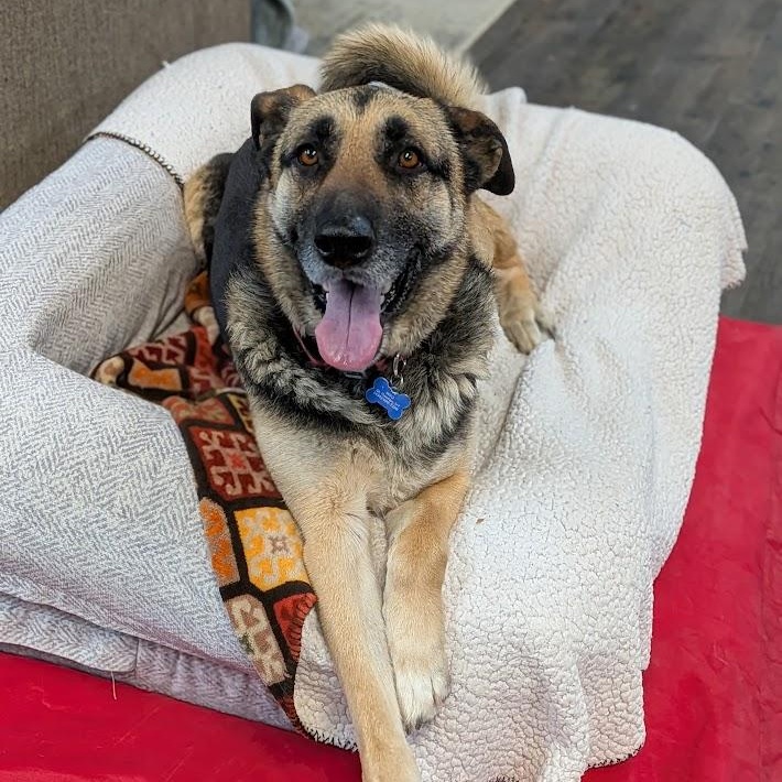 Betty, an adopted mixed breed in St. George, UT image 5/5
