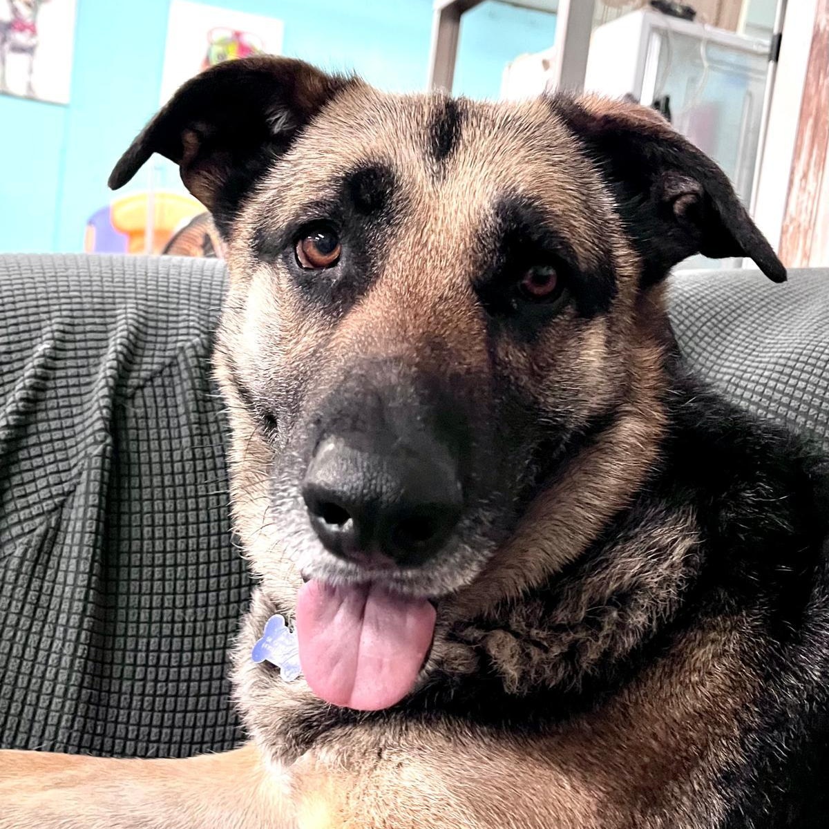 Betty, an adopted mixed breed in St. George, UT image 1/5
