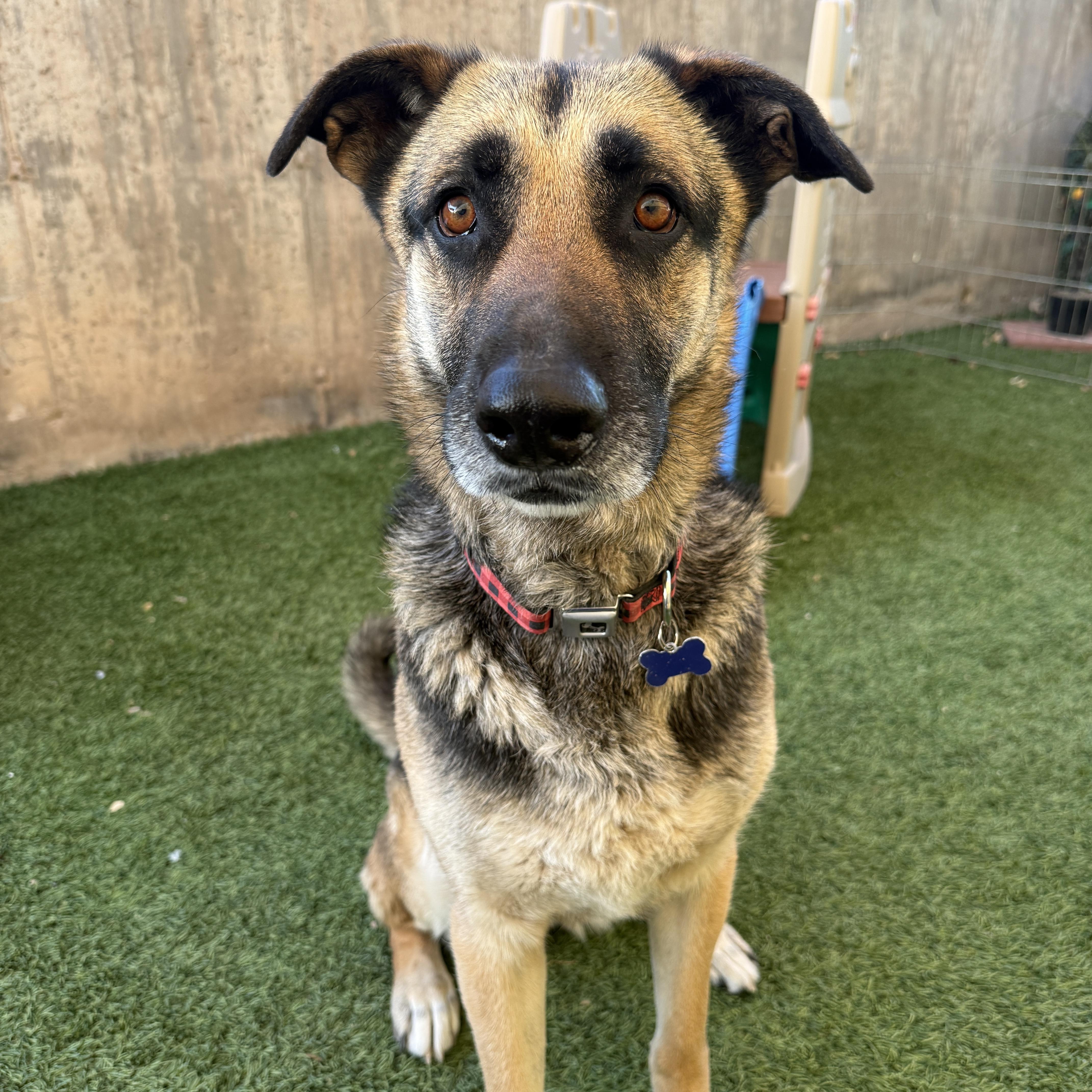 Betty, an adopted mixed breed in St. George, UT image 2/5
