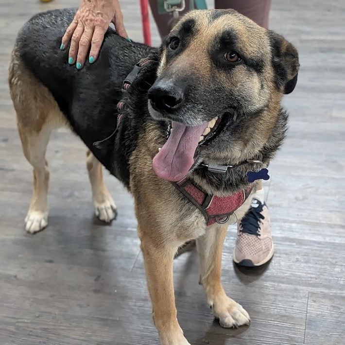 Betty, an adopted mixed breed in St. George, UT image 4/5