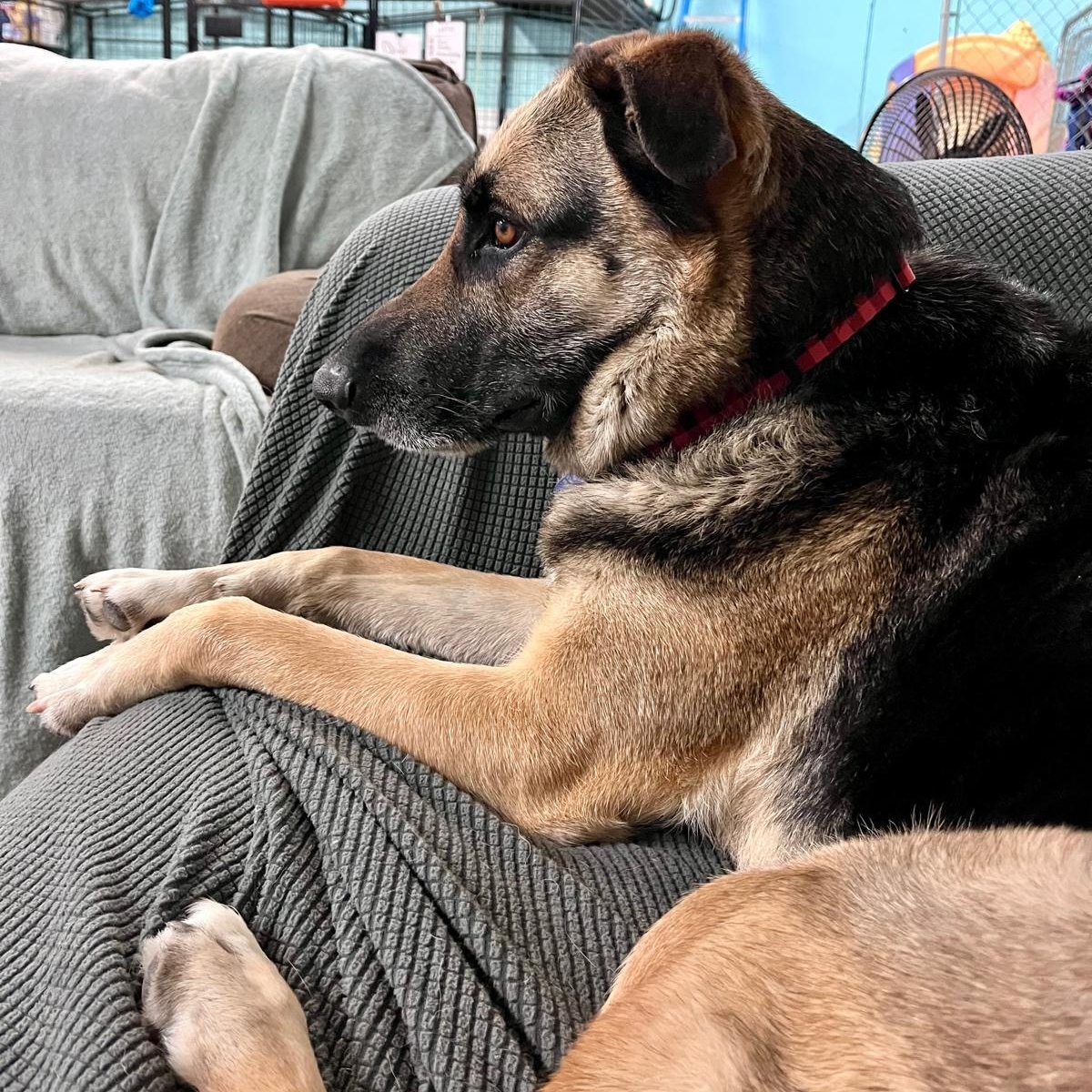 Betty, an adopted mixed breed in St. George, UT image 3/5
