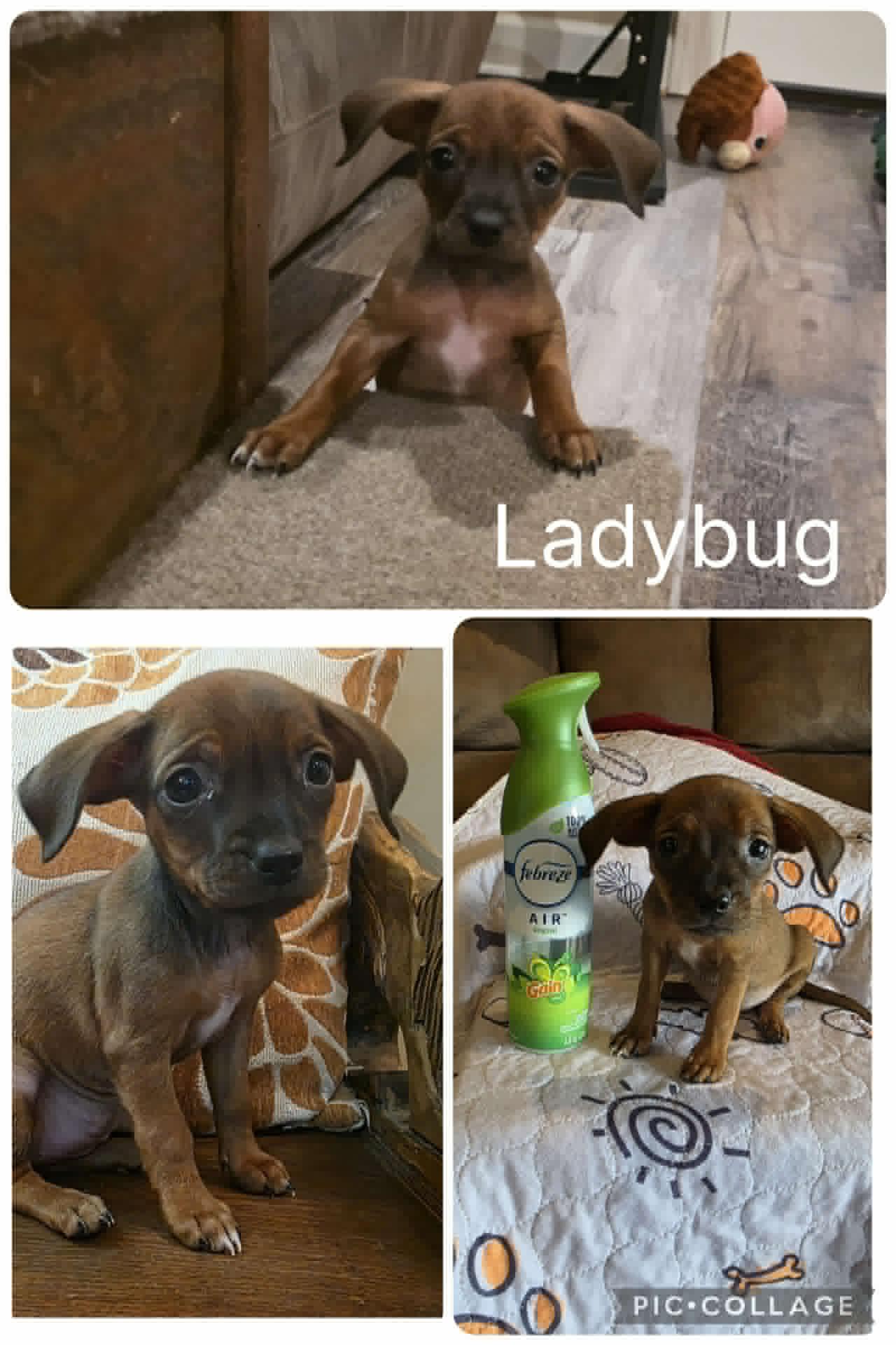 Enlarge Ladybug, an adopted mixed breed in Enterprise, AL image 1/1