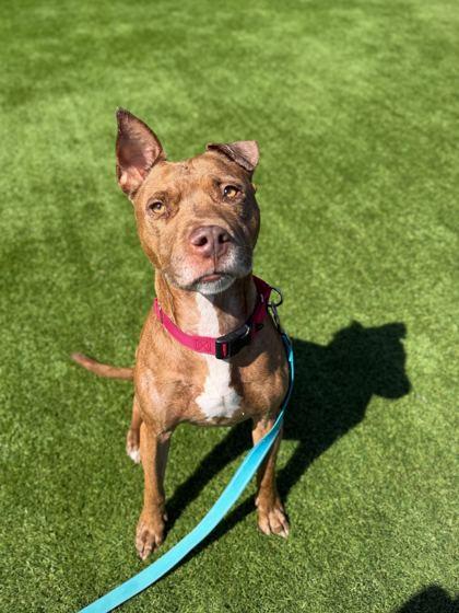 Enlarge Nala - 2, a Adoptable mixed breed in Daytona Beach, FL image 1/1