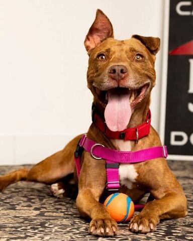 Enlarge Nala - 2, a Adoptable mixed breed in Daytona Beach, FL image 2/2