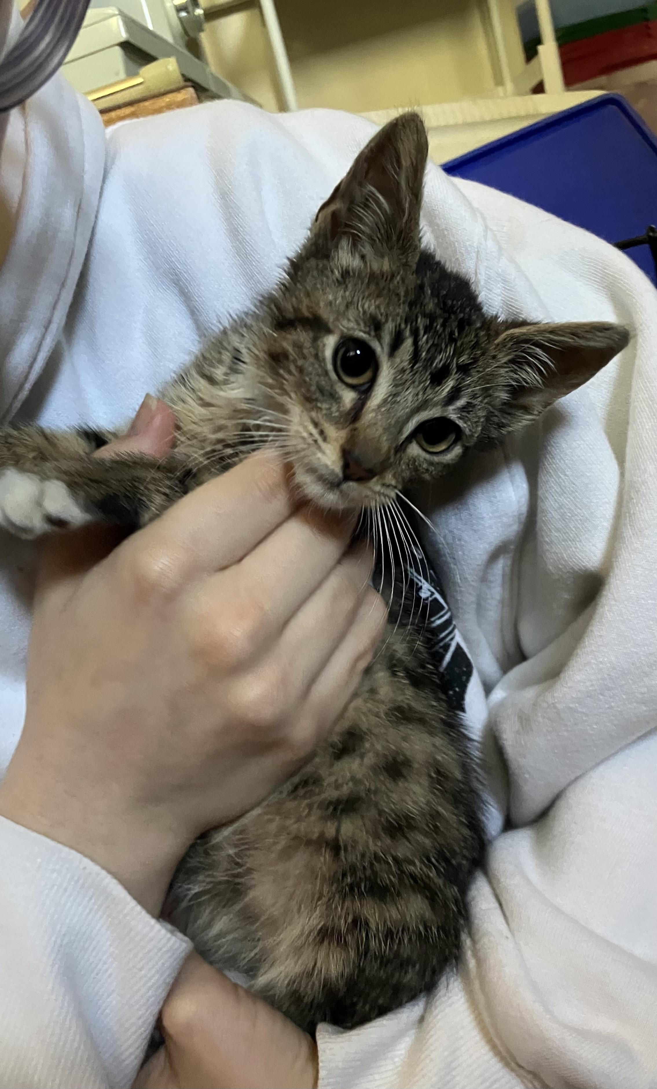 Enlarge Princess Ducky FOSTER TO ADOPT ONLY, a ADOPTABLE Domestic Short Hair in Crockett, CA image 1/3