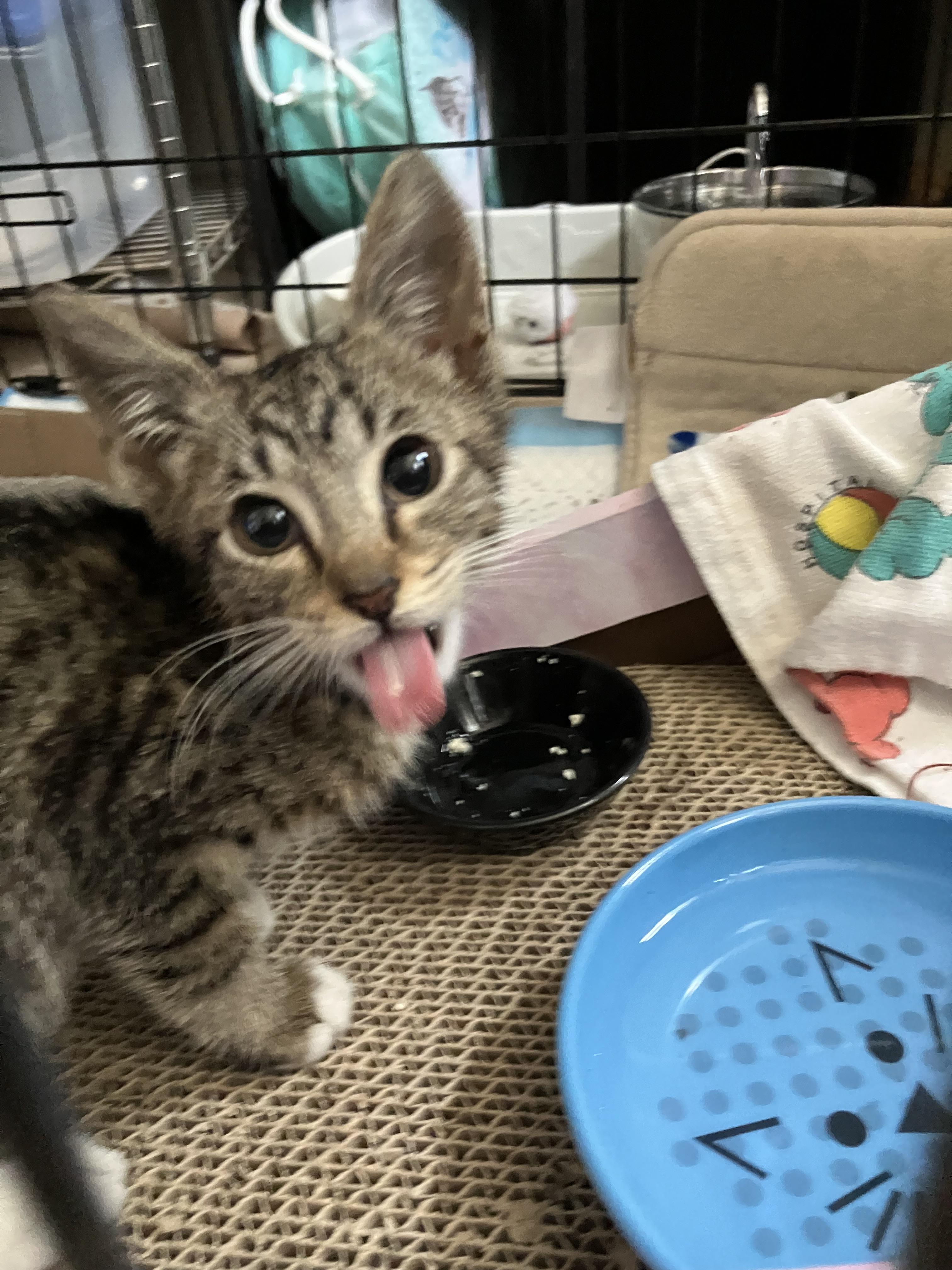 Enlarge Princess Ducky FOSTER TO ADOPT ONLY, a ADOPTABLE Domestic Short Hair in Crockett, CA image 2/3