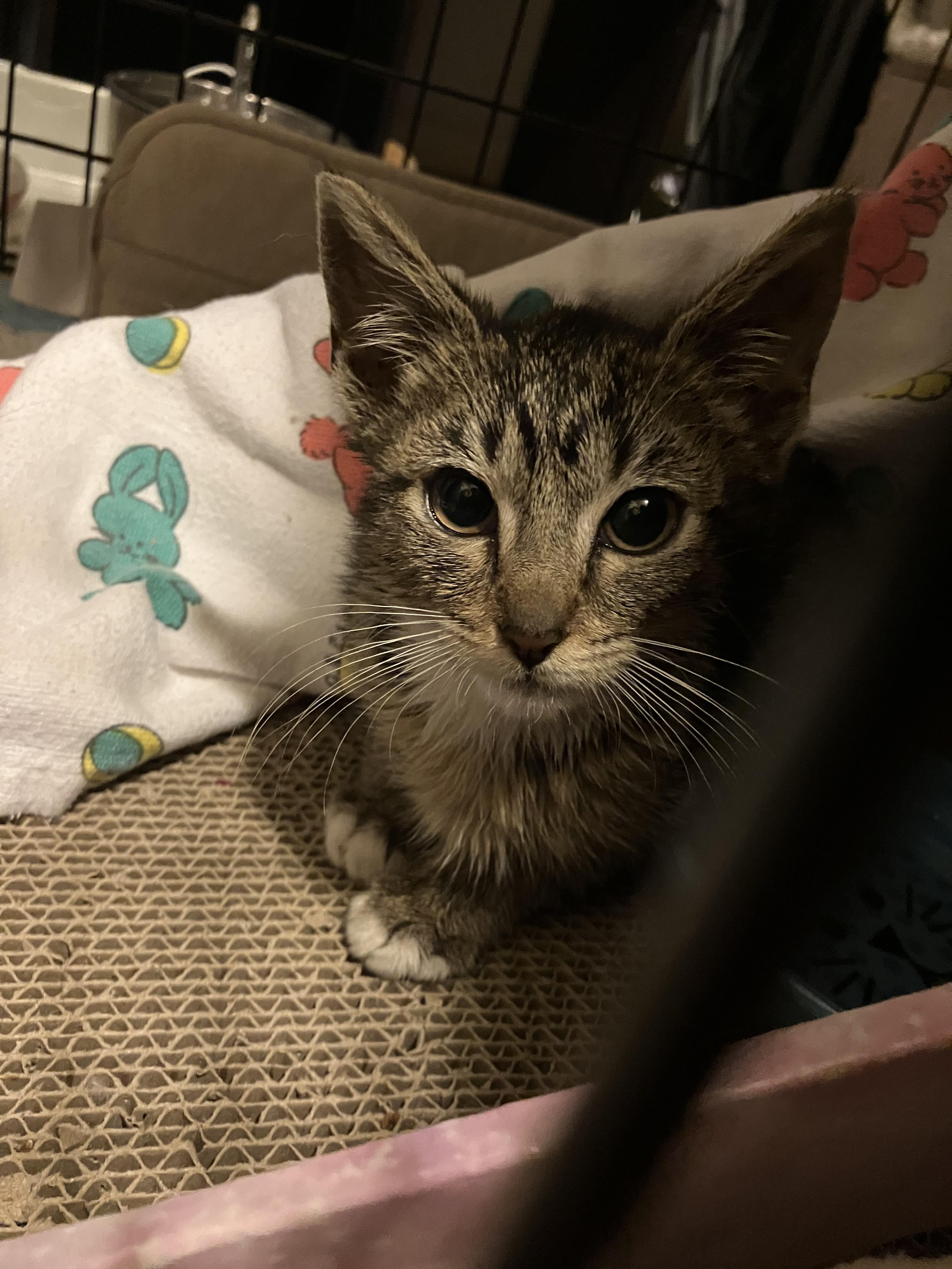 Enlarge Princess Ducky FOSTER TO ADOPT ONLY, a ADOPTABLE Domestic Short Hair in Crockett, CA image 3/3