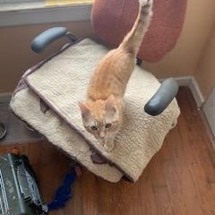 Ruby, adopted, Kitten Female Domestic Short Hair.