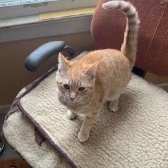 Enlarge Ruby, an adopted Domestic Short Hair in West Bloomfield, MI image 2/3