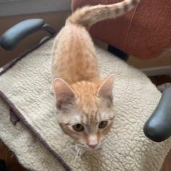 Enlarge Ruby, an adopted Domestic Short Hair in West Bloomfield, MI image 3/3