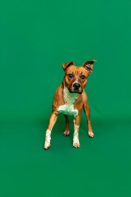 Enlarge Springer, a ADOPTABLE mixed breed in Sevierville, TN image 1/1