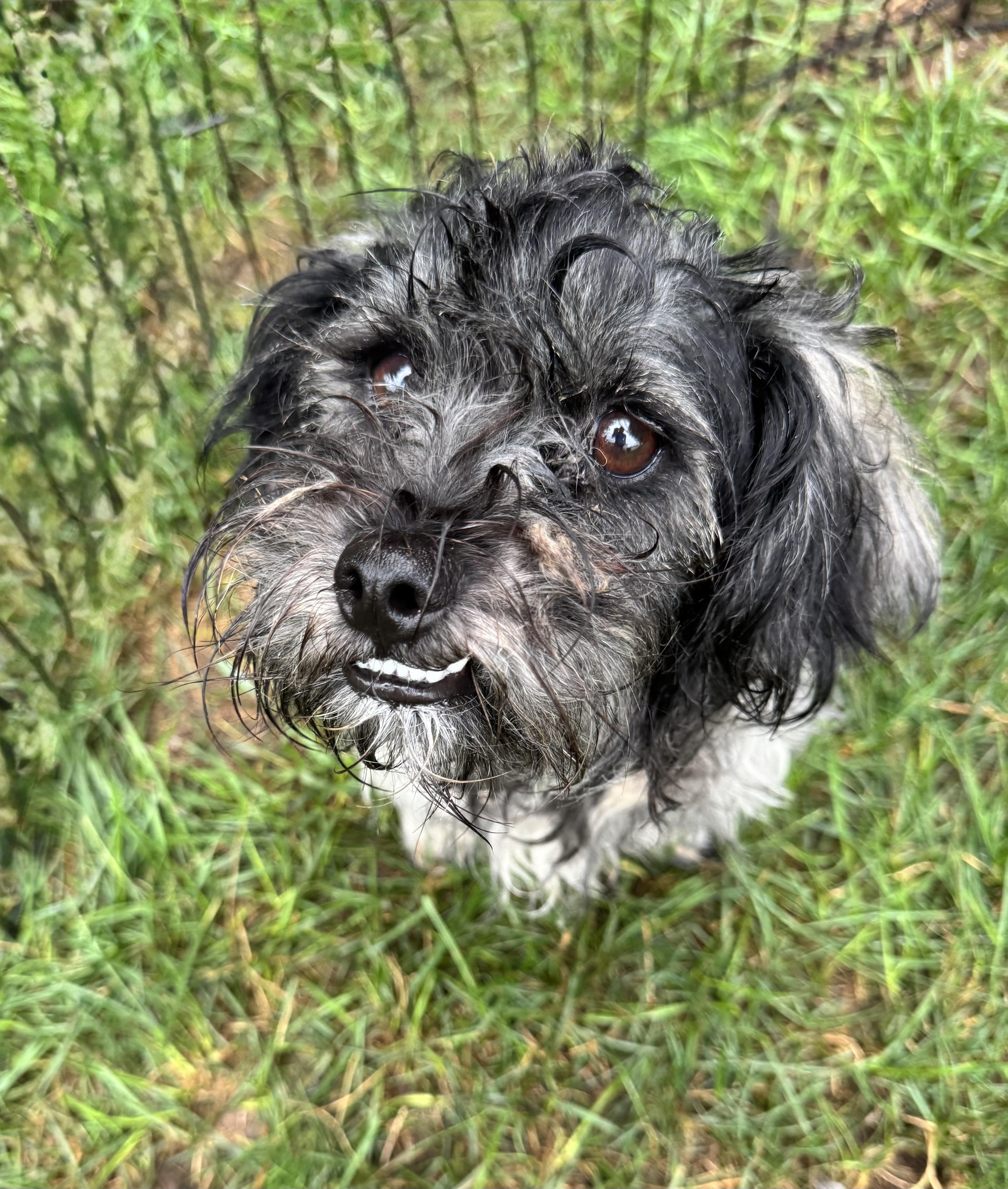 Cole, a Adoptable mixed breed in Winchester , VA image 4/6