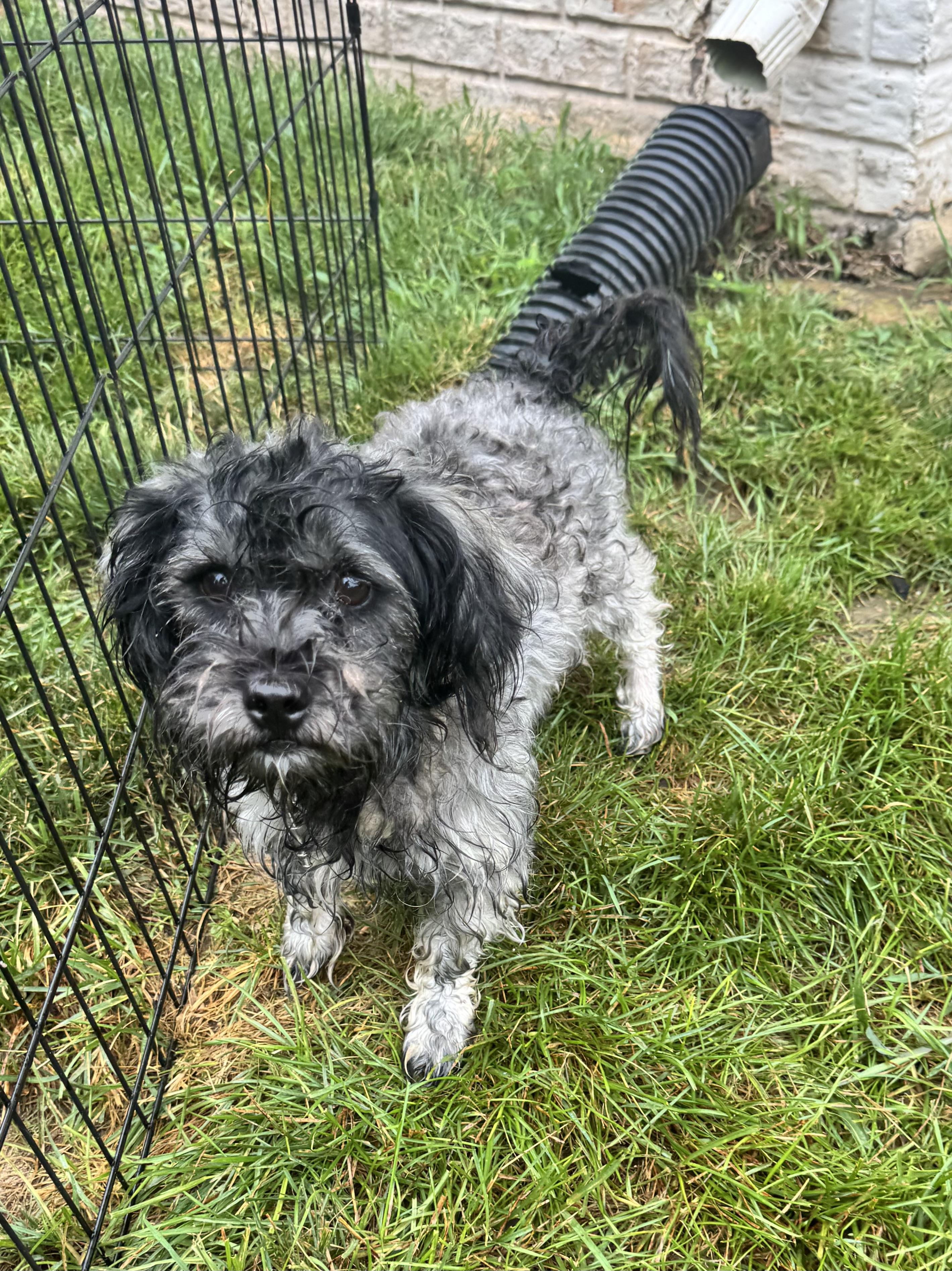 Cole, a Adoptable mixed breed in Winchester , VA image 5/6
