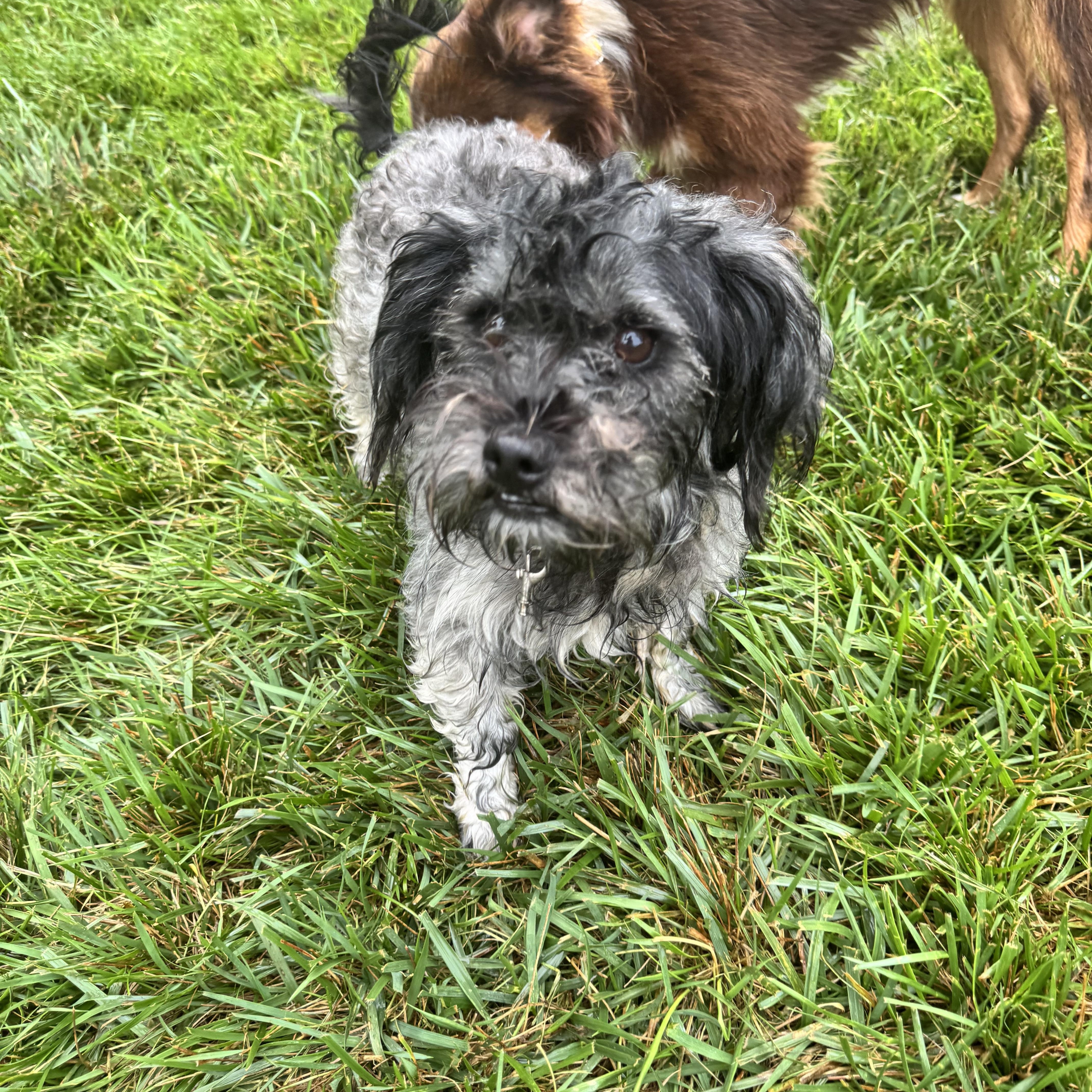 Cole, a Adoptable mixed breed in Winchester , VA image 3/6