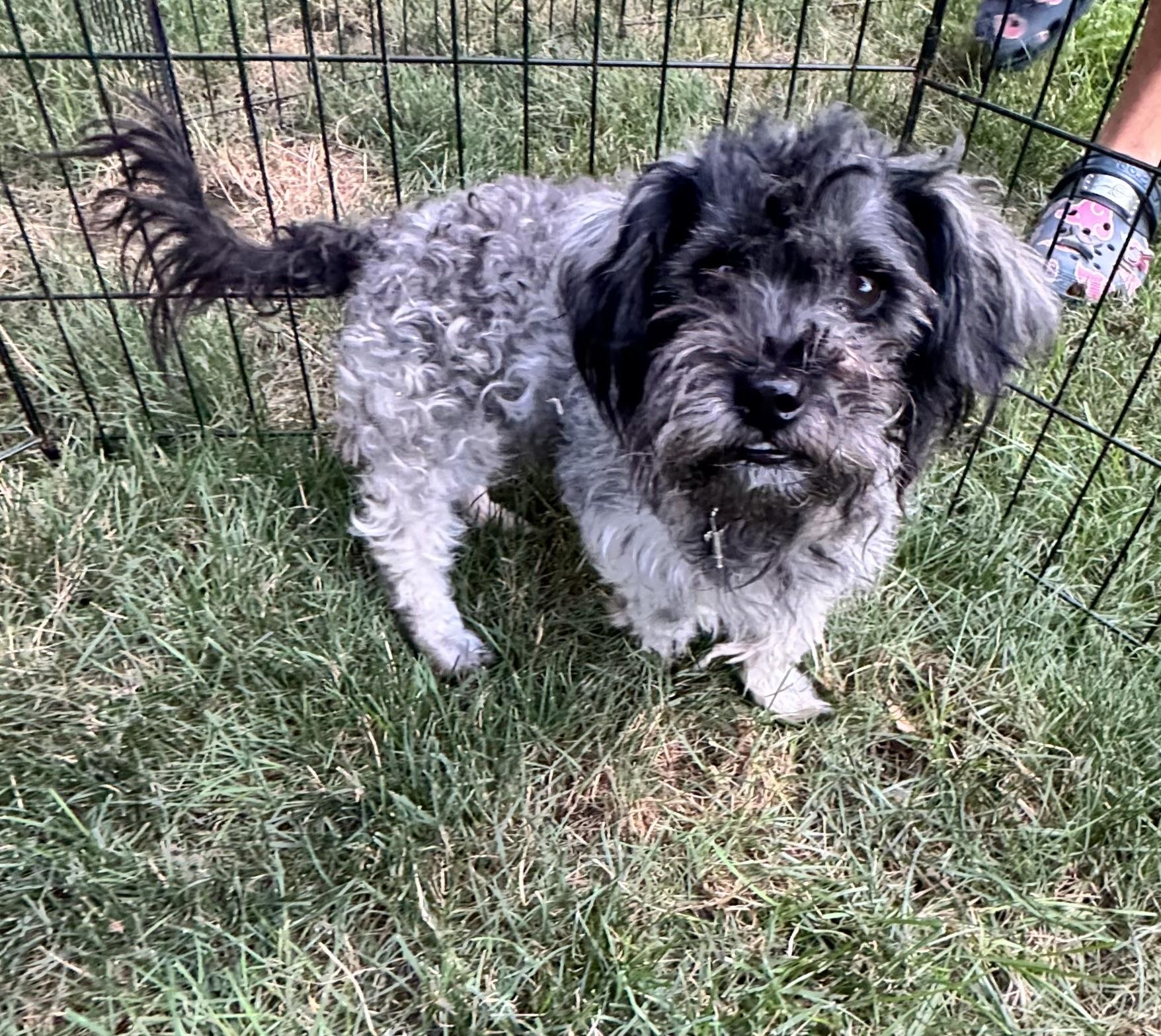 Cole, a Adoptable mixed breed in Winchester , VA image 2/6