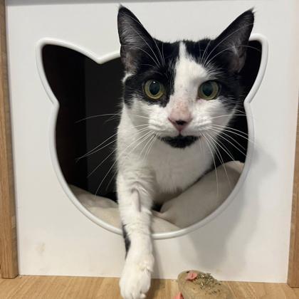 Flower, Adoptable, Adult Female Domestic Short Hair.