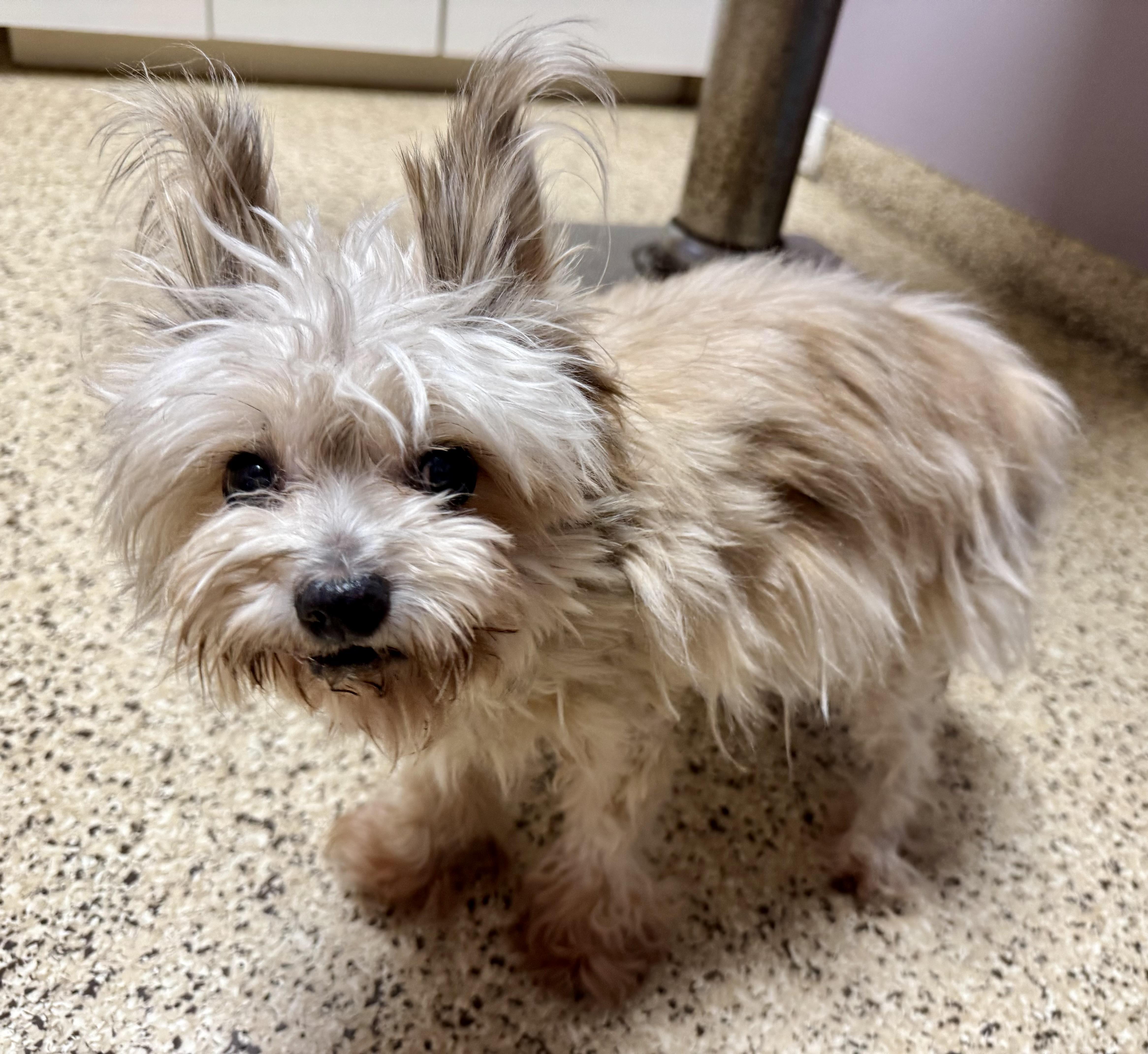 Duke, a ADOPTABLE mixed breed in Maiden, NC image 2/5